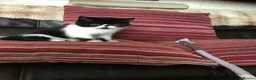 Exotic cats for sale: Hello my name is Tyson - Advert 3