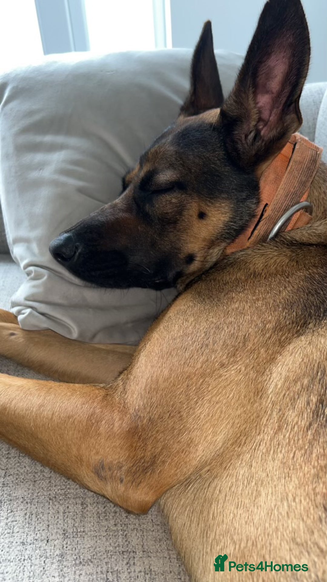 Belgian Shepherd Dog dogs for sale: Nova  - Advert 10