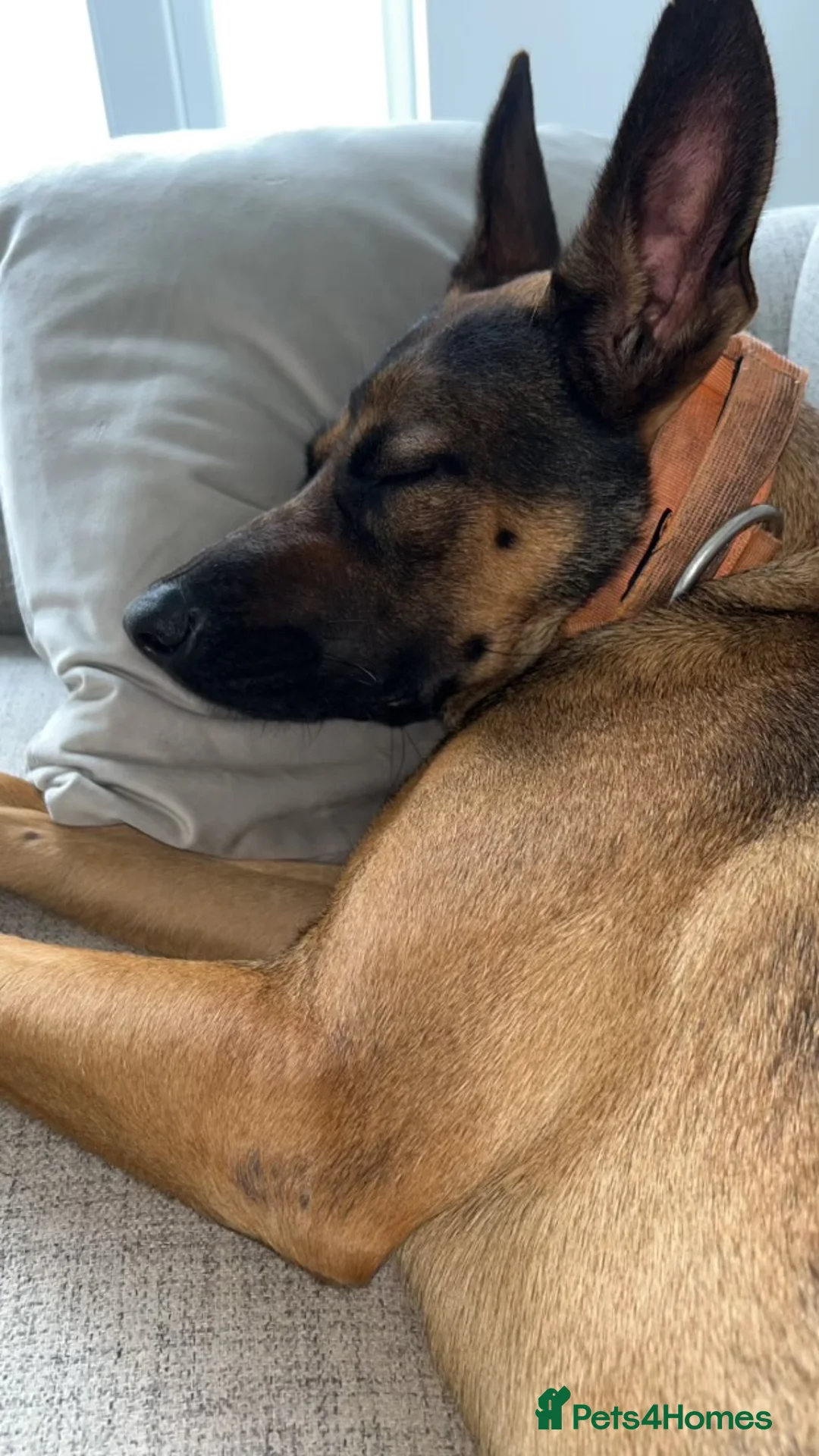 Belgian Shepherd Dog dogs for sale: Nova  - Advert 10