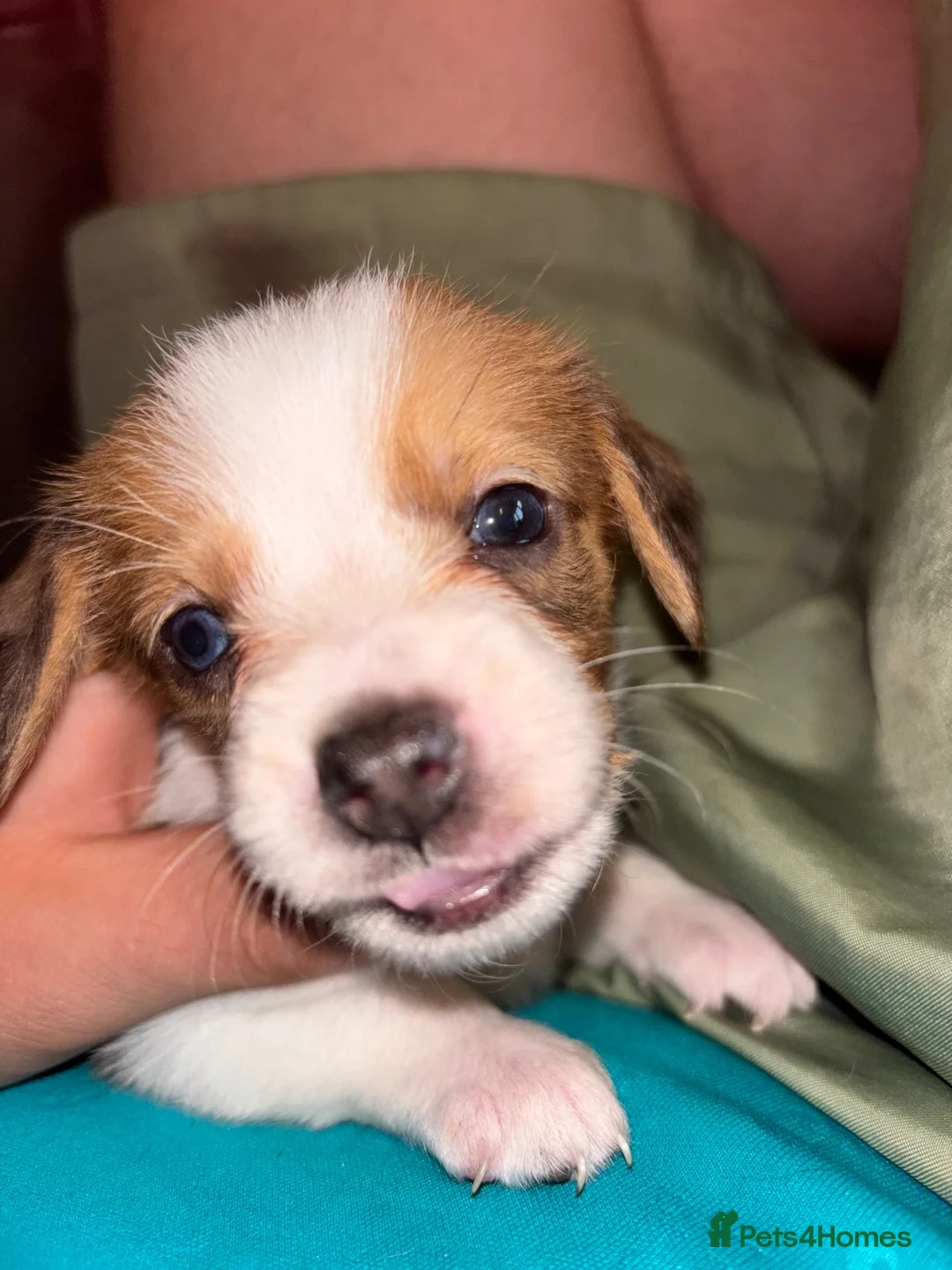 Mixed Breed dogs for sale: Dauschund x Pomeranian  in Wells-next-the-Sea - Advert 2