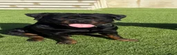 Rottweiler dogs for sale: ROTWEILER PUPPIES  - Advert 5