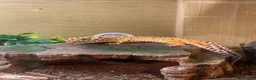 Leopard Gecko reptiles for sale: Stunning leopard gecko in Chesterfield - Advert 3