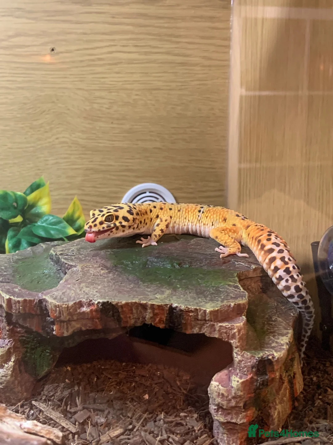 Leopard Gecko reptiles for sale: Stunning leopard gecko in Chesterfield - Advert 3