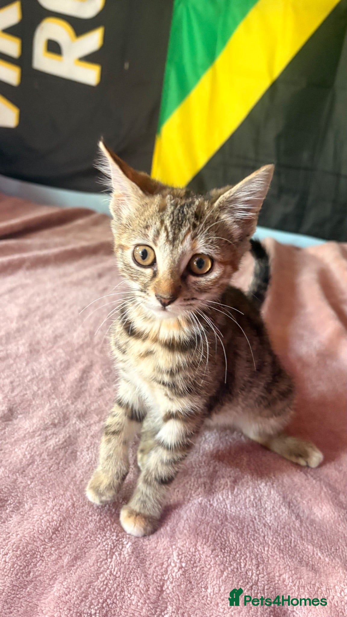 Domestic Shorthair cats Gorgeous kittens for rehoming  - Advert 5