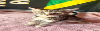 Domestic Shorthair 1