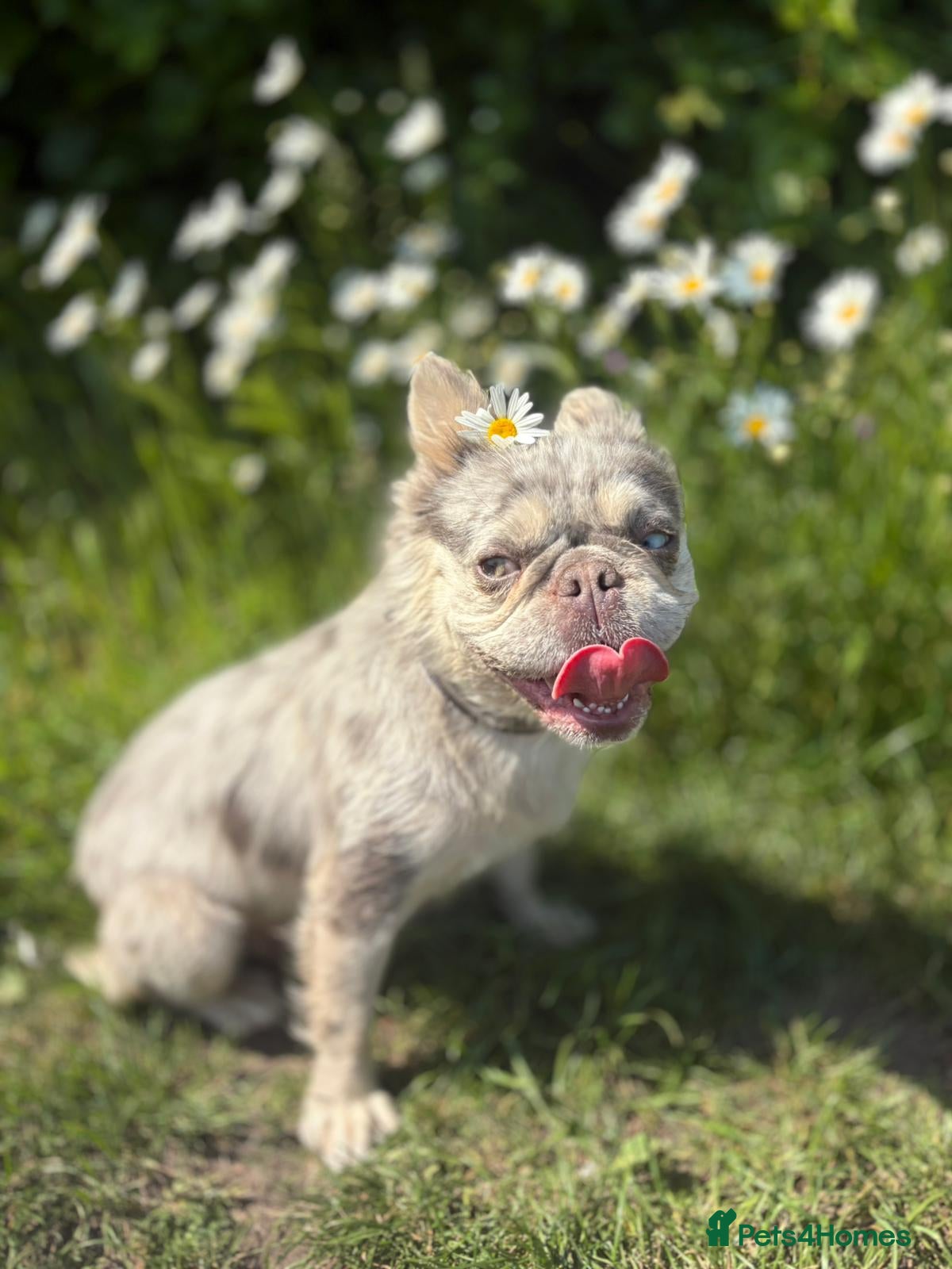 Mixed Breed dogs for sale: LAST 3 PUPS! Fluffy frenchies cross ready to leave - Advert 15