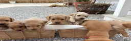 Labrador Retriever dogs for sale: 8 Labrador puppy’s for sale  - Advert 23