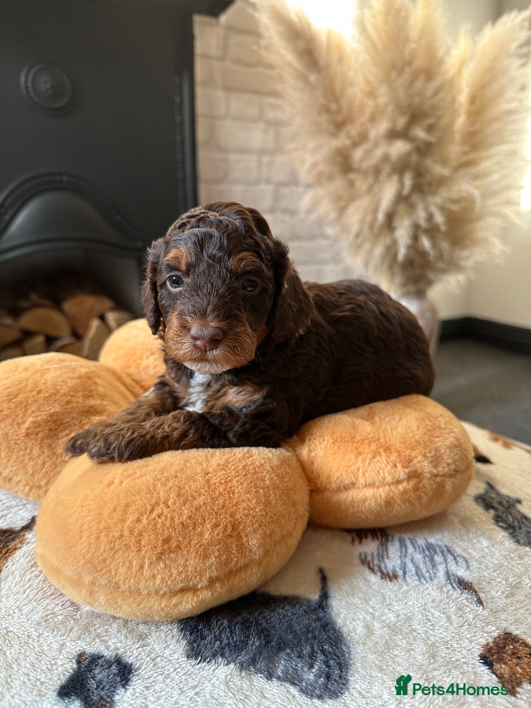 Cockapoo dogs for sale: Not Just Any Cockapoo Puppies – The Special Few - Image 6