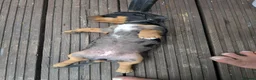 Dachshund dogs for sale: Dachshund  in King's Lynn - Advert 3