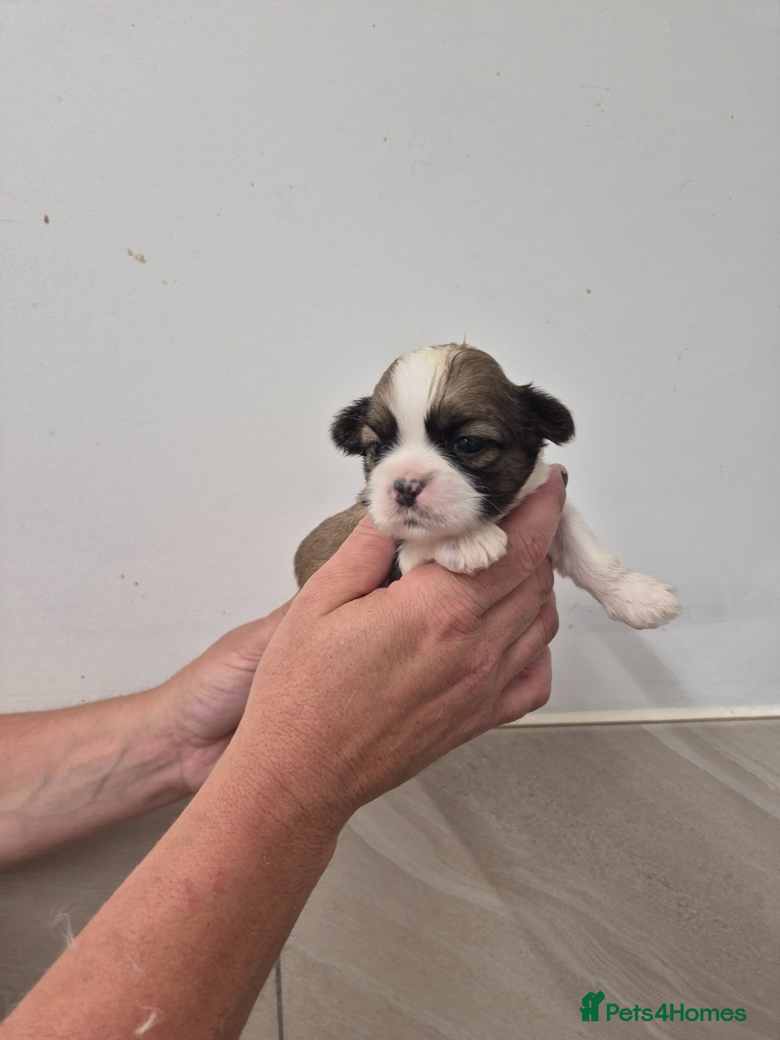 Shih Tzu dogs for sale: Shih Tzu Puppies - Advert 1