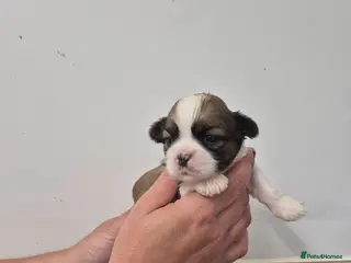 Shih Tzu dogs for sale: Shih Tzu Puppies - Advert 2
