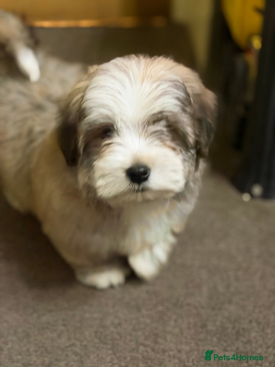 Havanese dogs for sale: ***Amazing Havanese Puppies *** - Advert 22