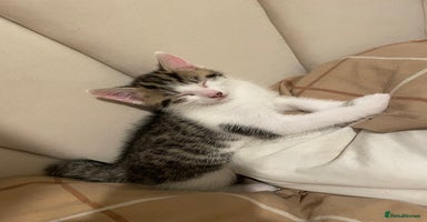 Mixed Breed cats - Advert 14