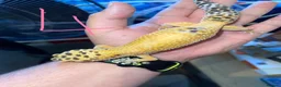 Leopard Gecko reptiles for sale: Leopard geckos  in Witham - Advert 4