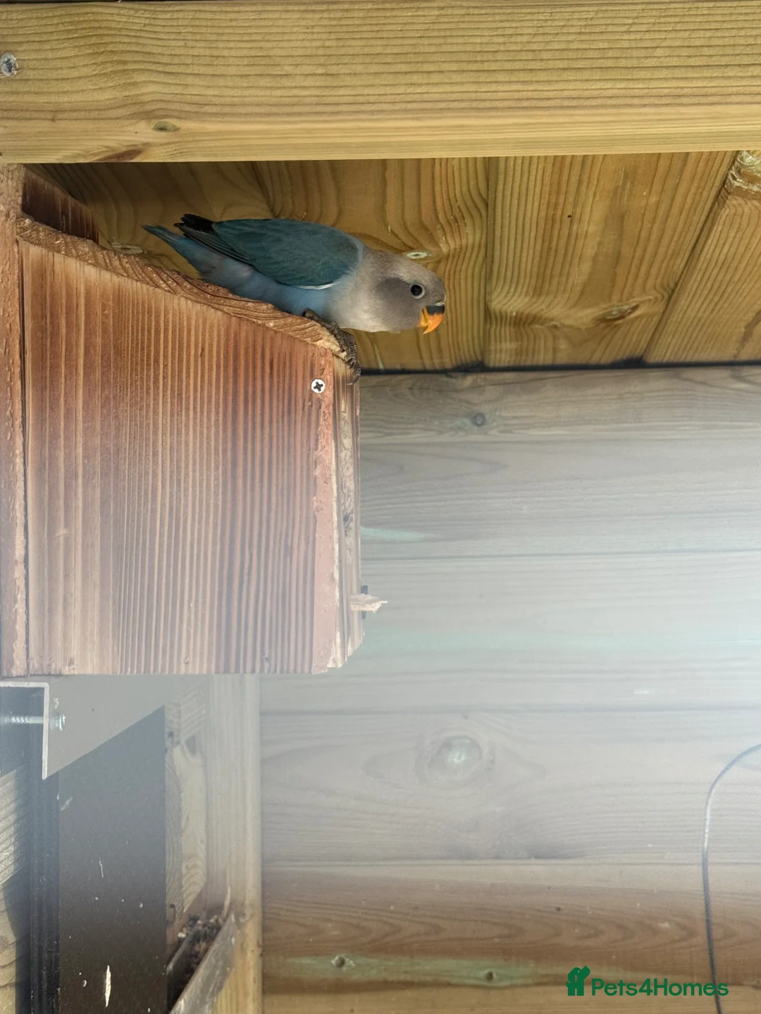Lovebirds birds for sale: Beautiful young mixed colour love birds  - Advert 2