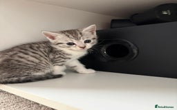 Mixed Breed cats for sale: 5 ADORABLE KITTENS 🐈1M/4F Ready For Reservation😺 - Image 9