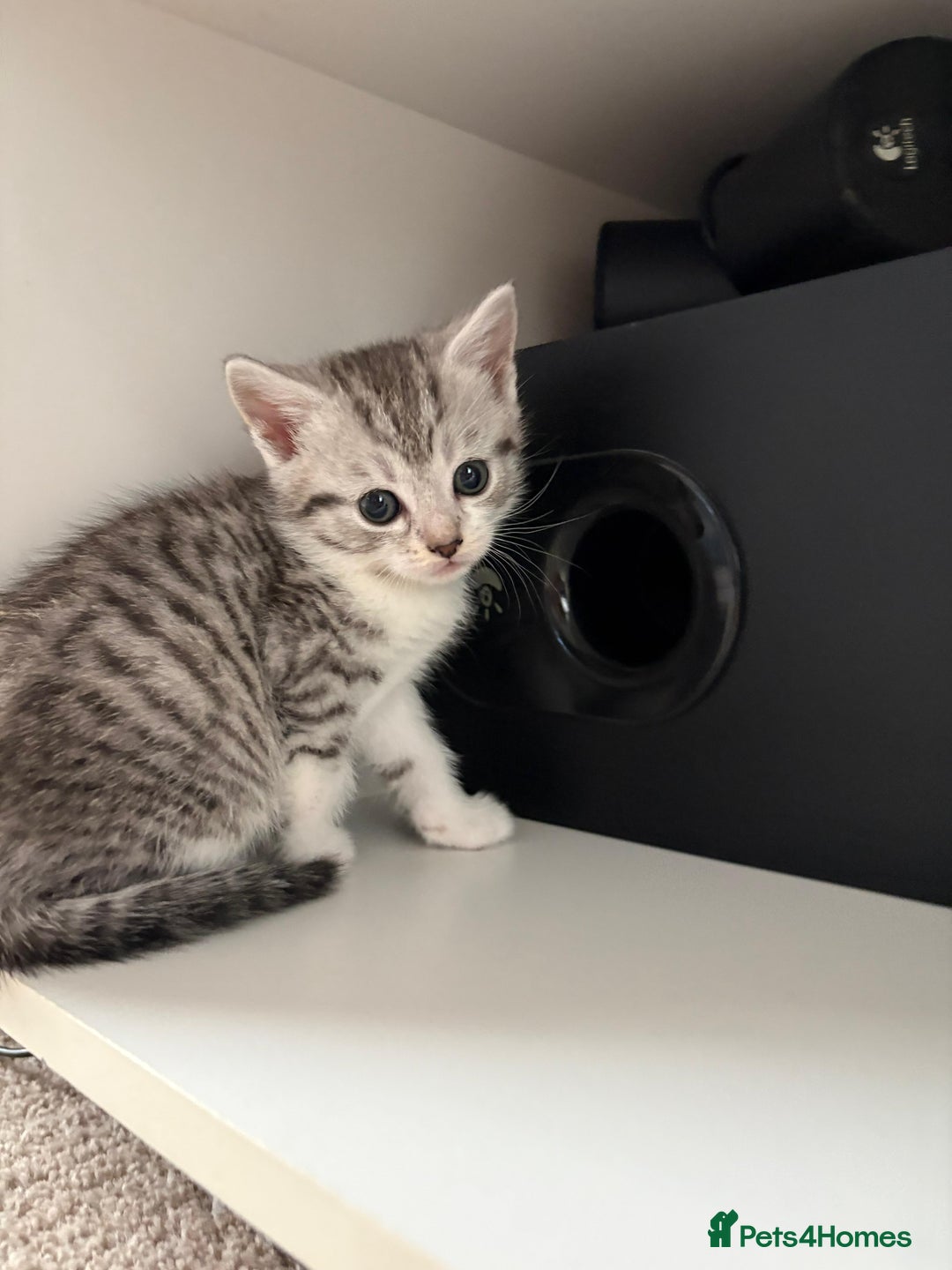 Mixed Breed cats for sale: 5 ADORABLE KITTENS 🐈1M/4F Ready For Reservation😺 - Image 9