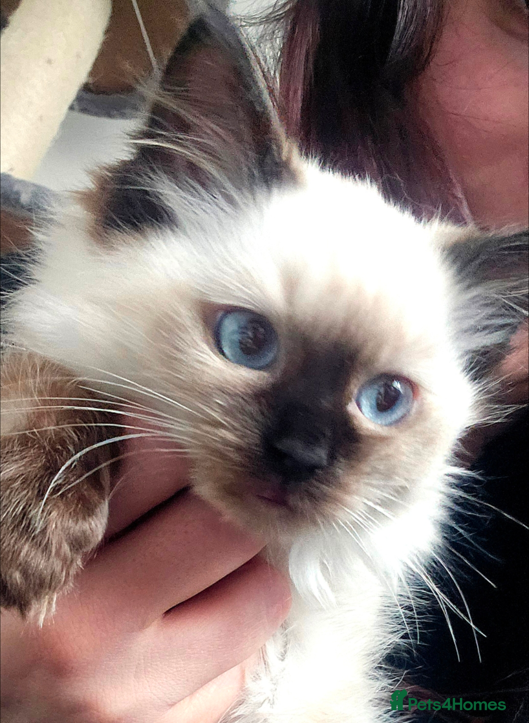 Ragdoll cats for sale: Ragdoll kitten purebred chocolate point LAST GIRL - Advert 1