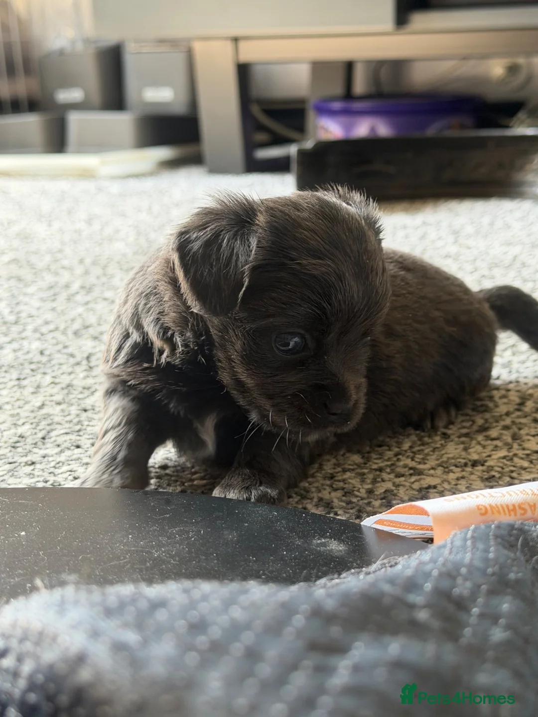 Mixed Breed dogs for sale: Bullhuahua (French Bulldog × Chihuahua) Puppies - Advert 24