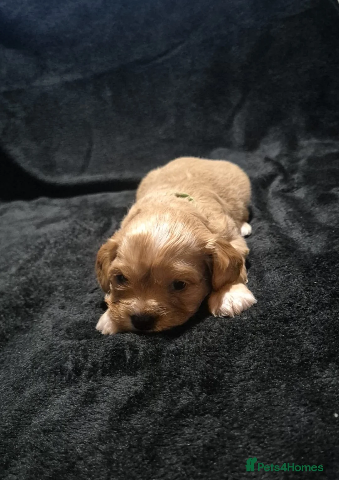 Cava Tzu dogs for sale: Cava-Tzu pups - Advert 6