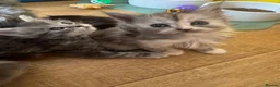 Persian cats for sale: Doll face Persian x Mainecoon gorgeous kittens  - Advert 16