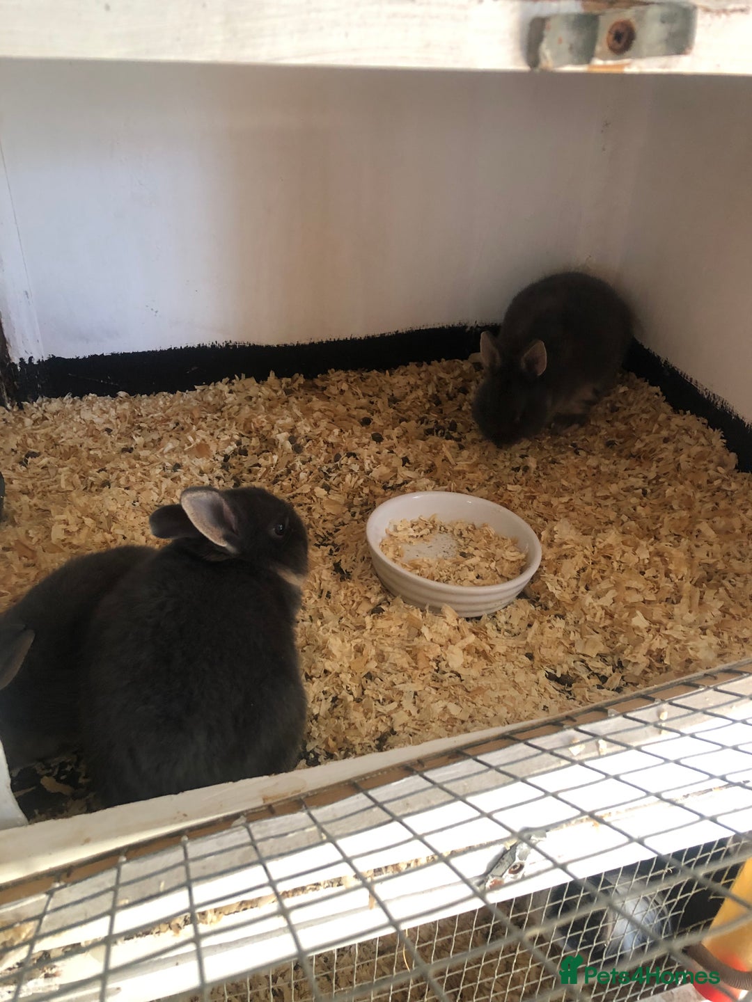 Netherland Dwarf rabbits for sale: Pedigree Netherland dwarf babys - Image 4