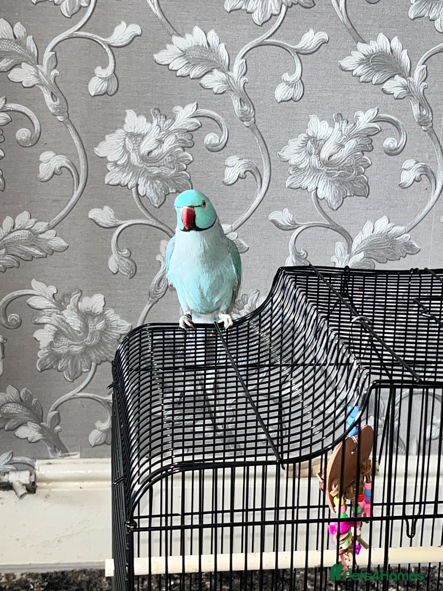 Ringnecks birds RARE BLUE INDIAN RINGNECK - Advert 1