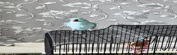 Ringnecks birds for sale: RARE BLUE INDIAN RINGNECK in Birmingham - Advert 1