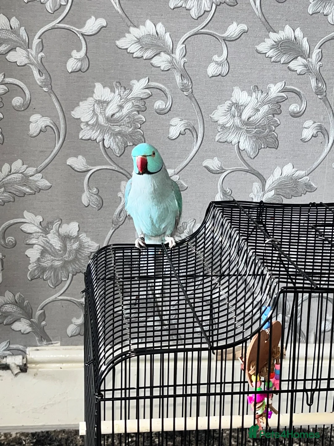 Ringnecks birds for sale: RARE BLUE INDIAN RINGNECK in Birmingham - Advert 1