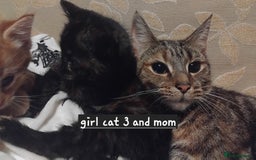 Mixed Breed cats for sale: 3 adorable 6 week old kittens. - Image 7