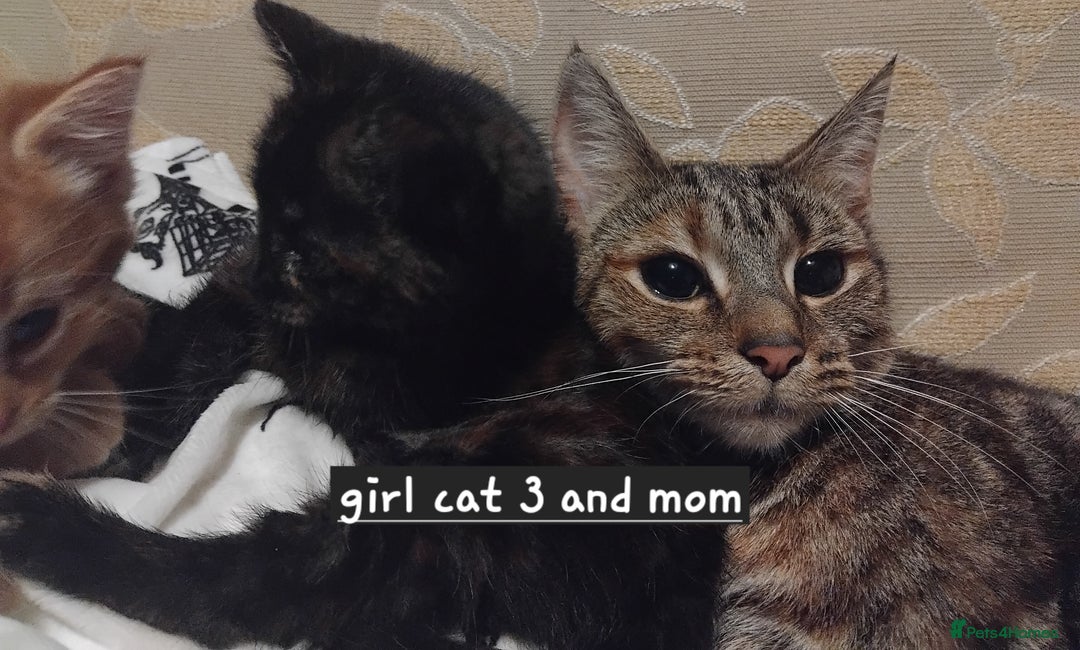 Mixed Breed cats for sale: 3 adorable 6 week old kittens. - Image 7