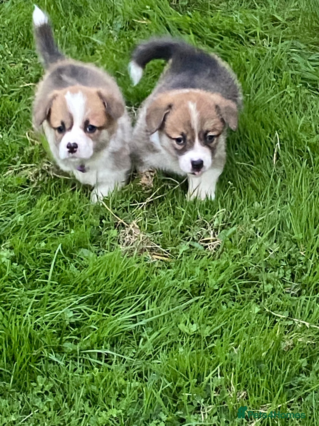 Welsh Corgi Pembroke dogs for sale: Champion Bloodline KC reg puppies - Image 14