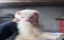 Ferret rodents for sale: Male ferrets born may 25 - Image 25