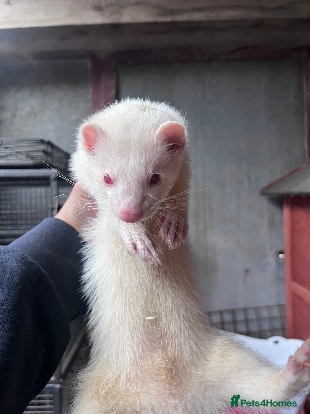 Ferret rodents for sale: Male ferrets born may 25 - Image 25