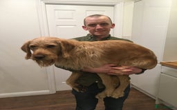 Labradoodle dogs for stud: Clyde-F1 Labradoodle  - Image 3