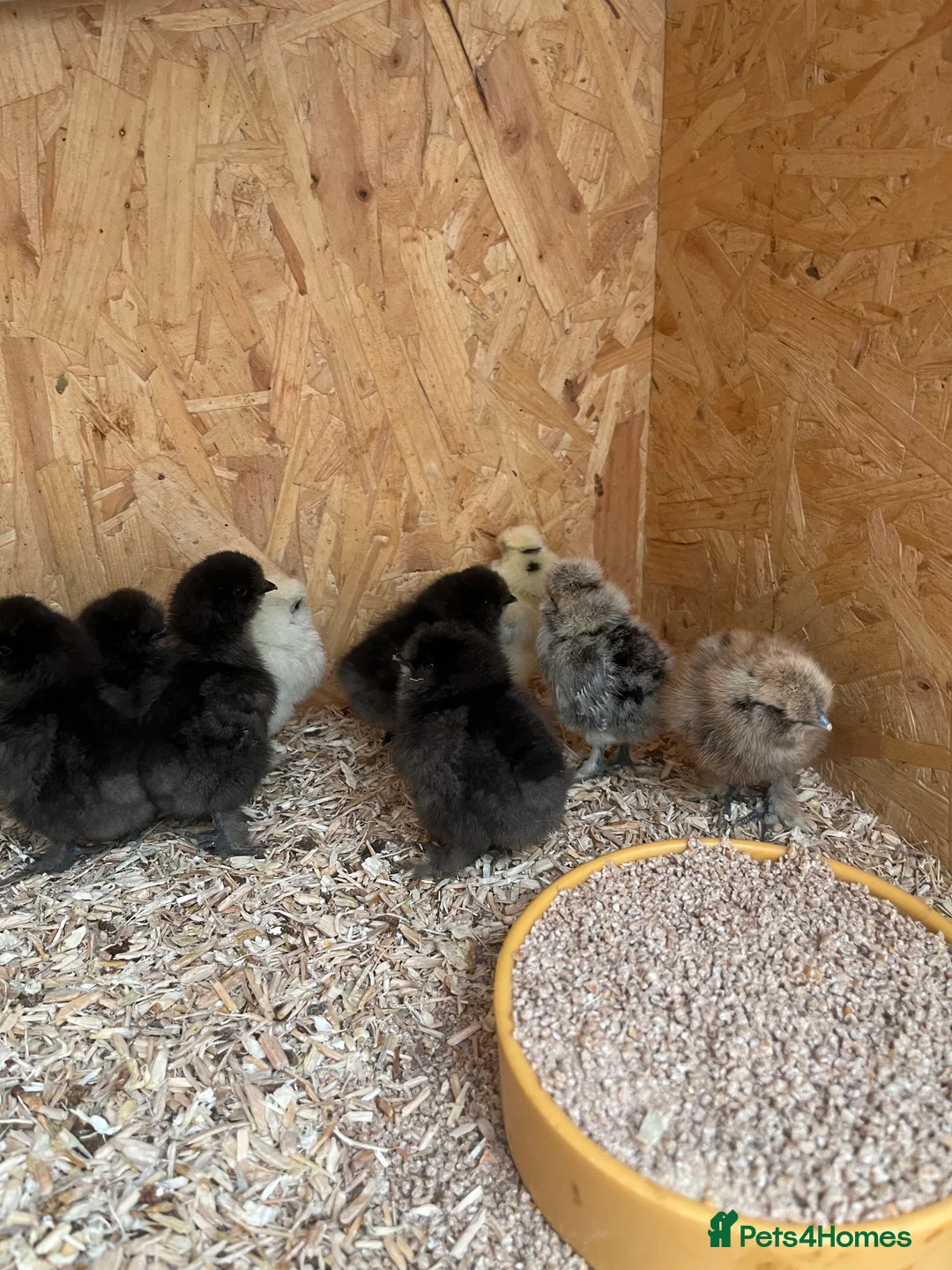 Chickens poultry for sale: Chicks, pullets, cockerels  - Advert 12