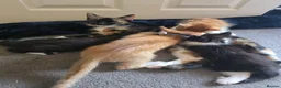 Mixed Breed cats for sale: Mixed Breed Kittens READY NOW - Advert 2