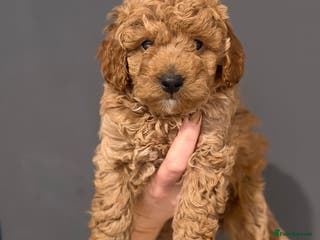Cockapoo dogs Gorgeous red F1b cockapoo puppies - Advert 6
