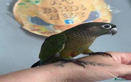 Conures birds for sale: Baby hand reared hand tame conure - Image 1