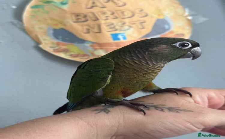 Conures birds - Advert 4