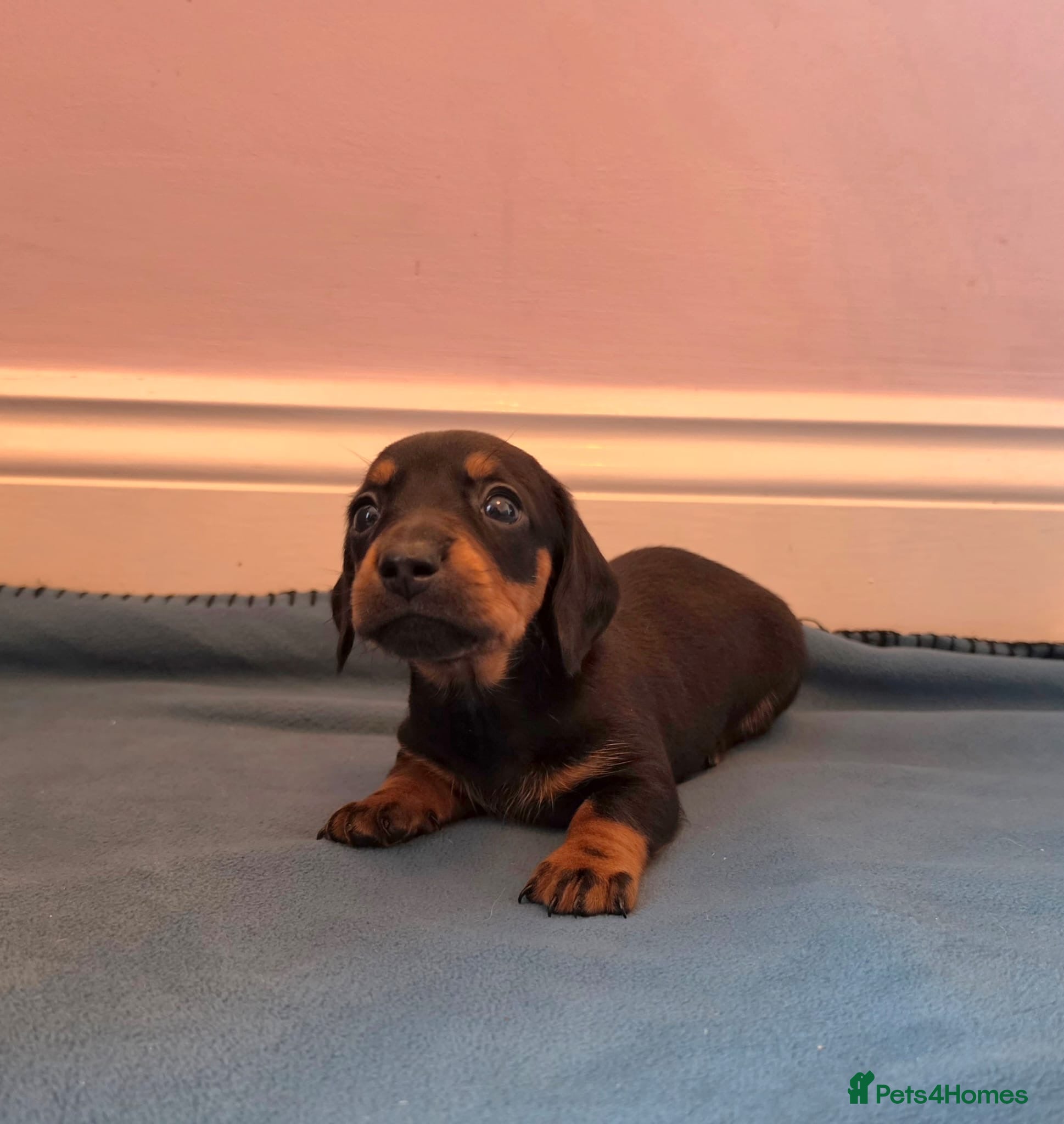 Miniature Dachshund dogs Miniature dachshund champion bloodline pedigree - Advert 10