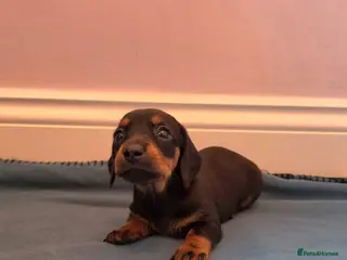 Miniature Dachshund dogs Miniature dachshund champion bloodline pedigree - Advert 10