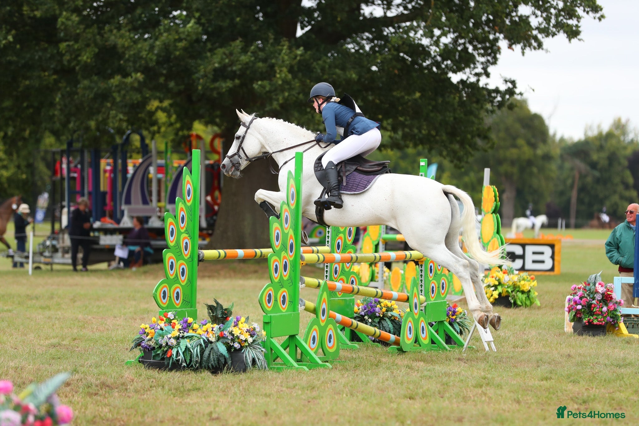 Connemara horses 15.1hh schoolmaster - Advert 6