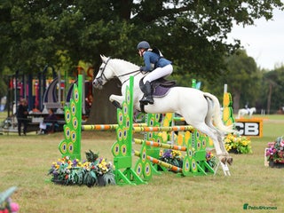 Connemara horses 15.1hh schoolmaster - Advert 5