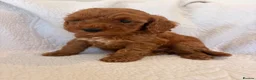 Cockapoo dogs for sale: LICENSED BREEDER QUALITY COCKAPOO PUPPIES  - Advert 6