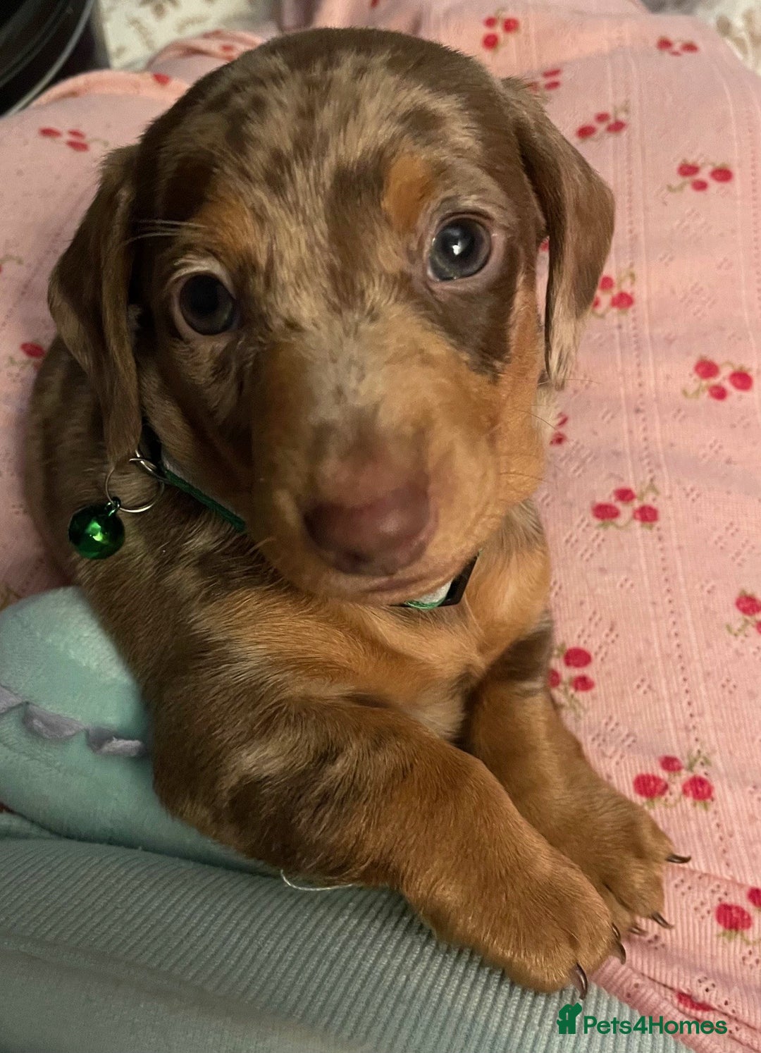 Miniature Dachshund dogs for sale: Full of fun Miniature Dachshunds  - Advert 9