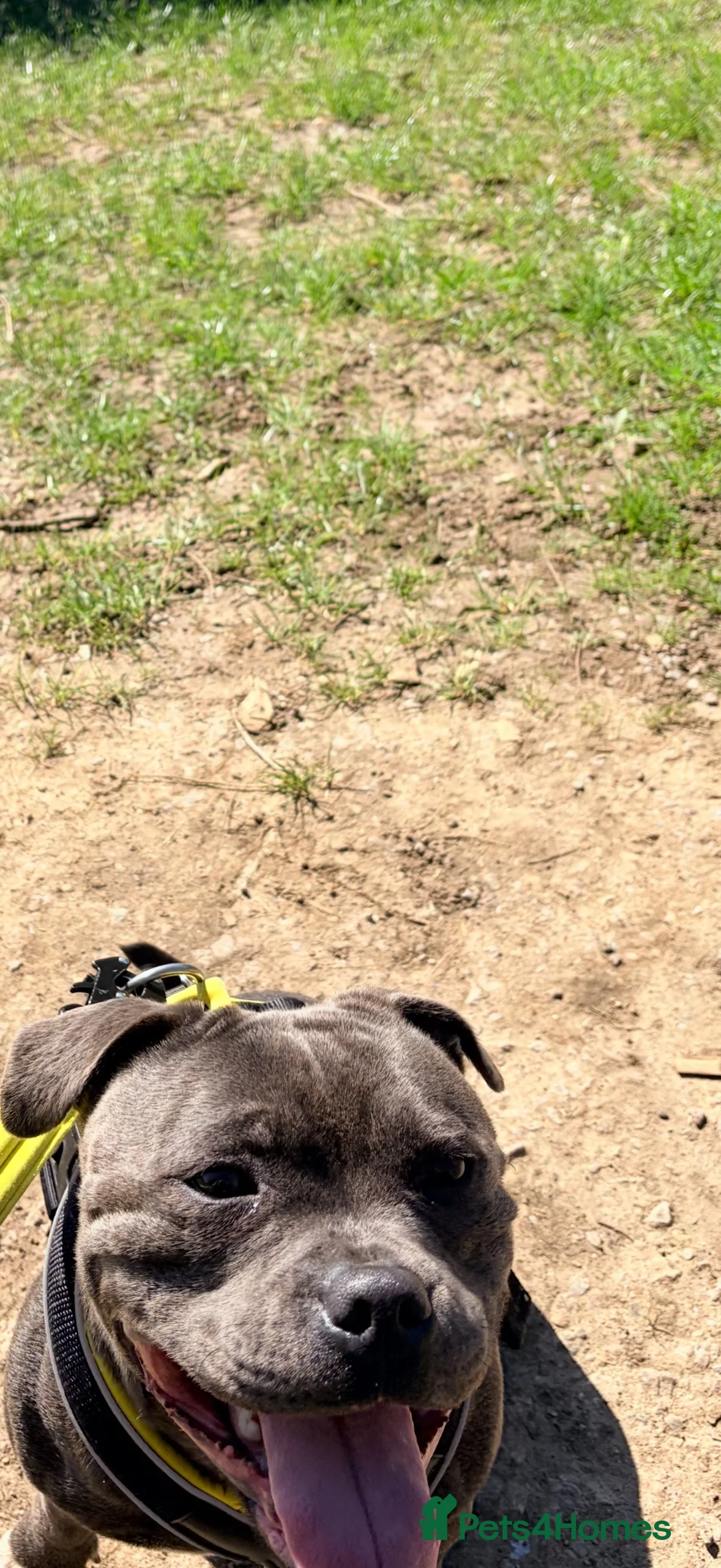 Staffordshire Bull Terrier dogs for sale: Blue Staffordshire female  - Advert 2