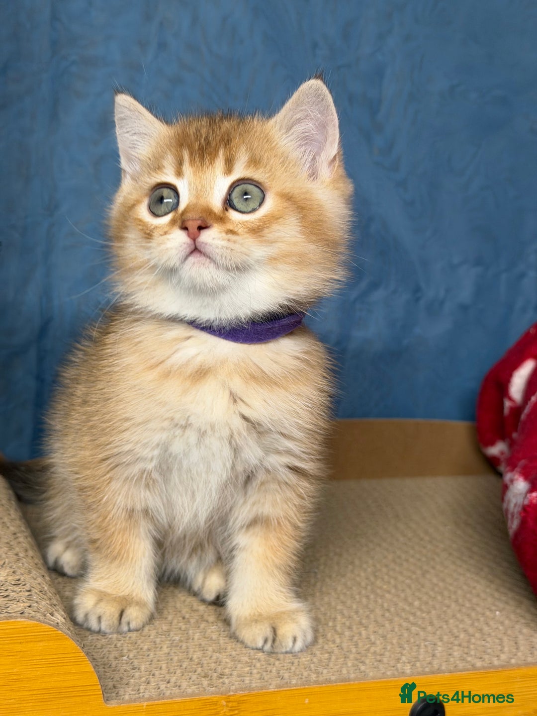 British Shorthair cats for sale: AdorableBritish shorthair silver/golden kitensTICA - Image 16