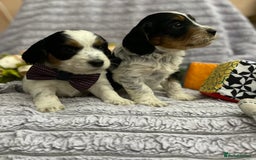 Mixed Breed dogs for sale: 8 beautiful cockapoo stunning colours  - Image 1