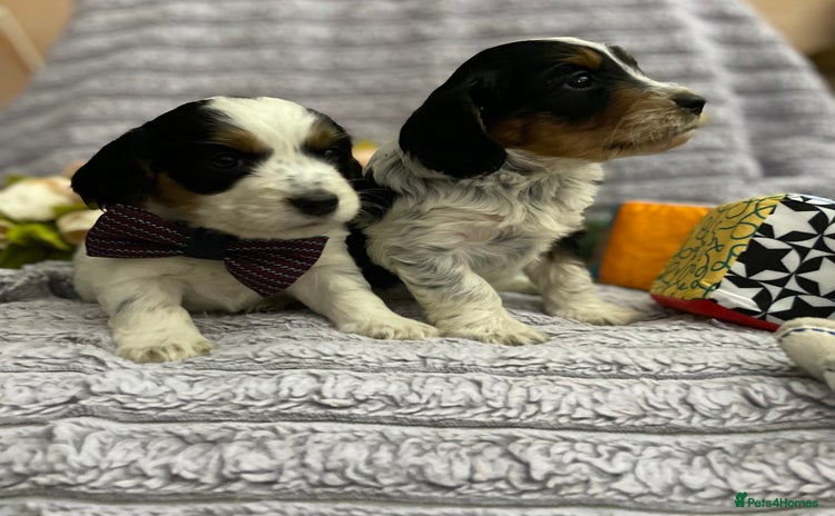 Mixed Breed dogs - Advert 1